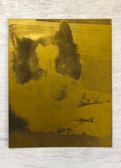 art commissioned custom dog portrait etching plate to make holiday gift