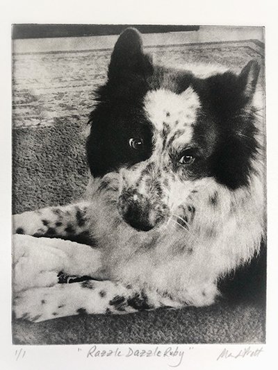 Blue Heeler and Pyrenes dog mixed breed dog portrait etching of dog with toy